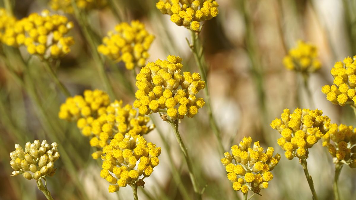 Propriedades do óleo essencial de Helichrysum 1 Propriedades do óleo essencial de Helichrysum