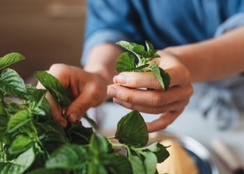 Beneficios de la menta