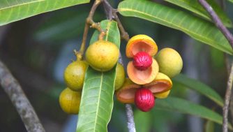 Propiedades y beneficios de la manteca de Ucuuba para nuestra piel