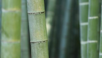 Los beneficios del bambú