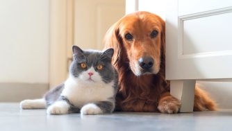 Es el día Día Mundial de los Animales: cinco regalos originales con los que sorprenderás a tu mascota en su día más especial