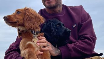 Las mejores camas para perros con las que tu mascota dormirá a pierna suelta en cualquier momento del día
