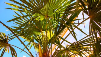 Beneficios y propiedades del saw palmetto para el cabello