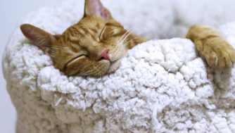 Todo lo que tienes que saber sobre las mejores camas para gatos