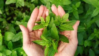 Propiedades curativas del Neem