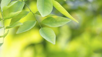 ¿Por qué elegir un champú Bio?