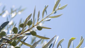 Propiedades del aceite de oliva para la piel según los expertos