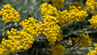 Propiedades del aceite esencial de Helichrysum