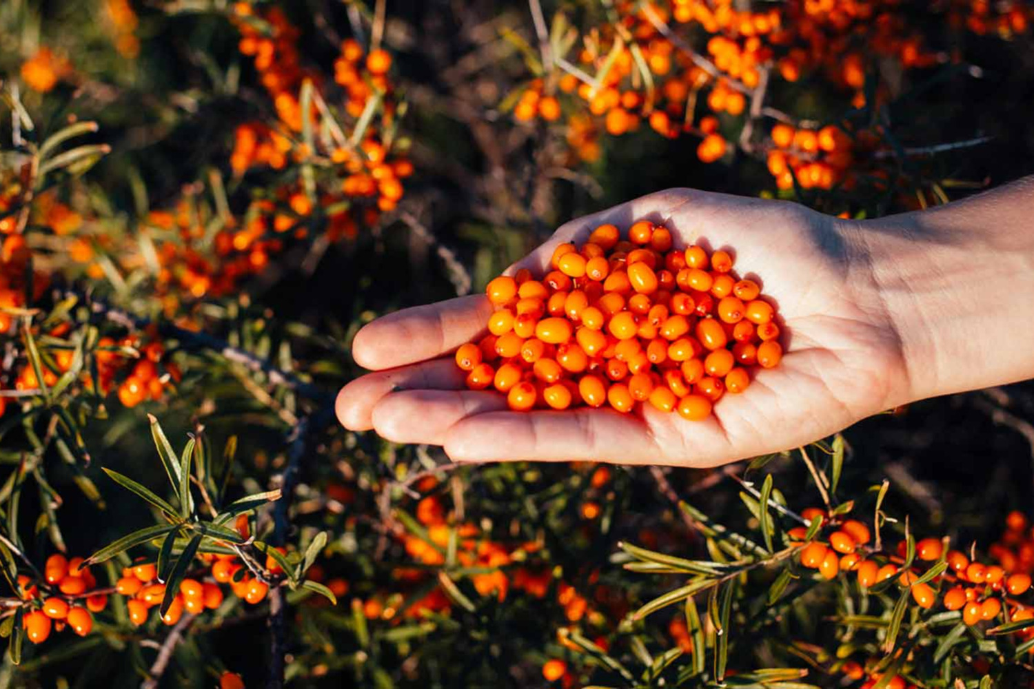 Beneficios del aceite Oblepikha para el cabello