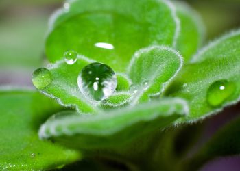 Estos son los usos comunes del pachuli