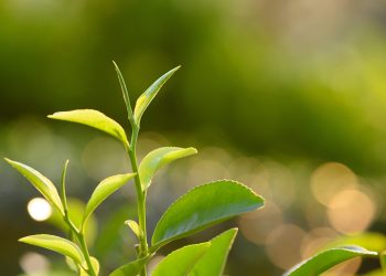 Estos son los problemas que soluciona el árbol de té.