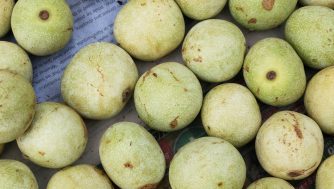 Todas las propiedades y beneficos del aceite de marula para tu cabello y tu piel