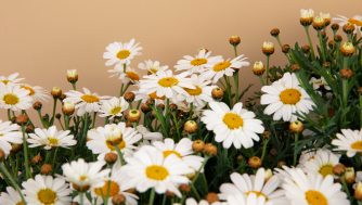 Qué es el bisabolol y todos los beneficos que puede ofrecerte