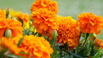 La flor de cempasúchil y todos los usos que tiene en la cosmética