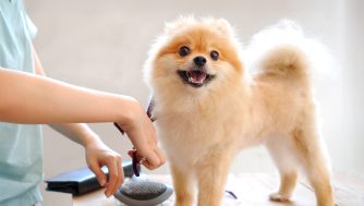 Cuándo cortarle el pelo a tu mascota