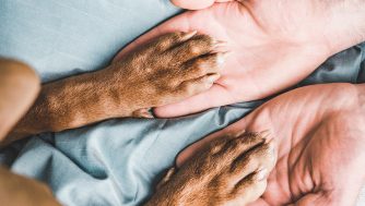 Todo lo que necesitas para cuidarle las almohadillas a tu mascota