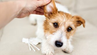 Limpiar las orejas a tu mascota. ¿Es bueno? ¿Cómo hay que hacerlo?