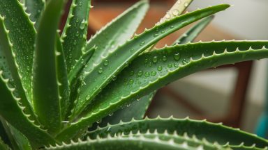 Cmo cuidar tu planta de aloe vera
