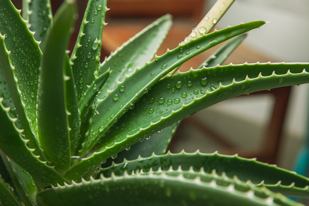Cmo cuidar tu planta de aloe vera