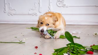 ¿Tu pareja tiene mascotas? Estas son las flores que no podrá tener un ramo (y sus alternativas)