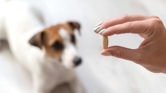 Cómo hacer que tu mascota se tome la medicina: trucos y consejos