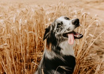Cómo afectan las orugas procesionarias del pino a nuestros perros.